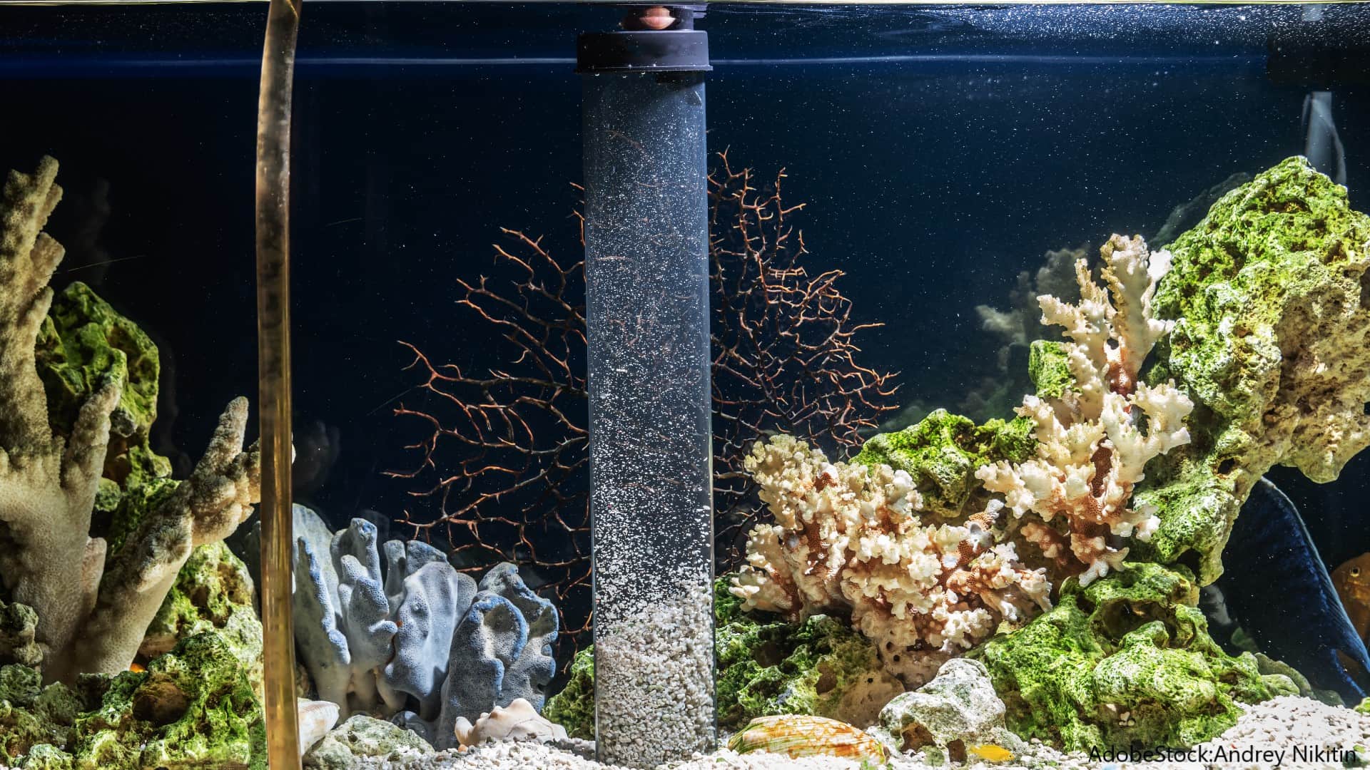Aquarium Boden reinigen: Man sieht eine Mulmglocke, die Kiesboden im Aquarium aufwirbelt