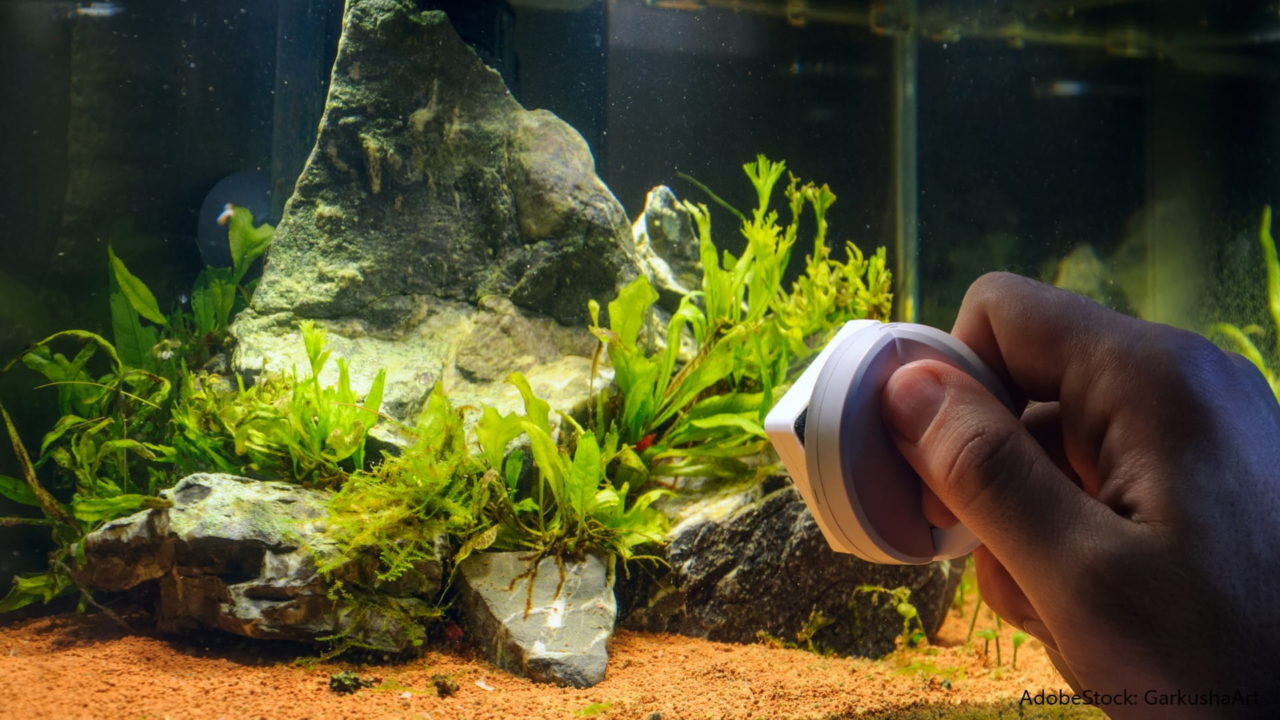 Aquarium reinigen Aquaristik Blog mit vielen Infos rund um das Aquarium Aquania