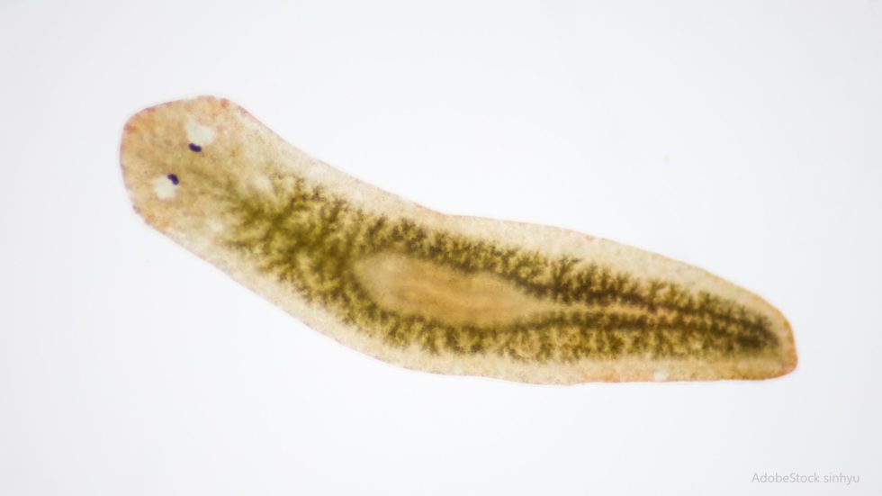 Planarien im Aquarium Was nun? Aquaristik Blog mit vielen Infos rund um das Aquarium Aquania