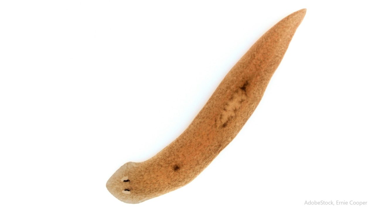 Planarien im Aquarium Was nun? Aquaristik Blog mit vielen Infos rund um das Aquarium Aquania