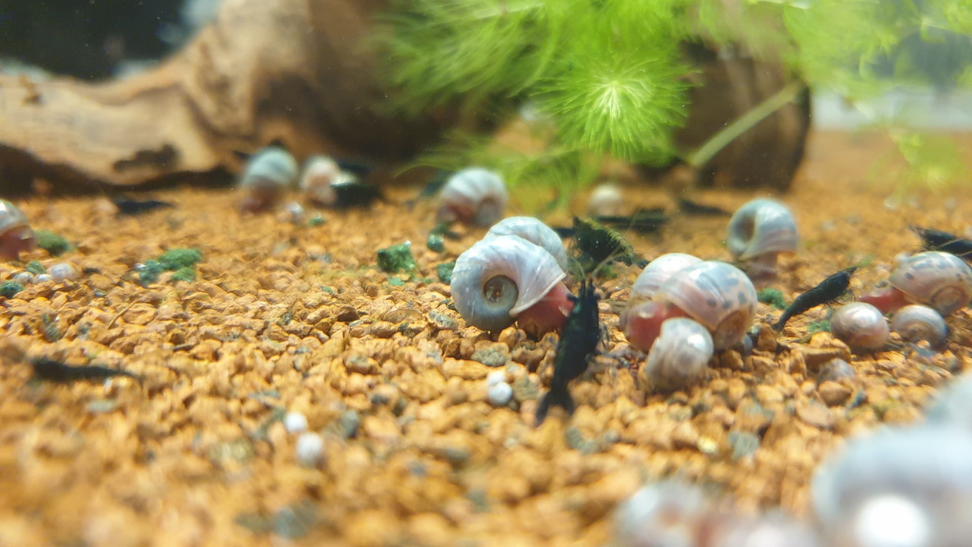 Schneckenplage im Aquarium