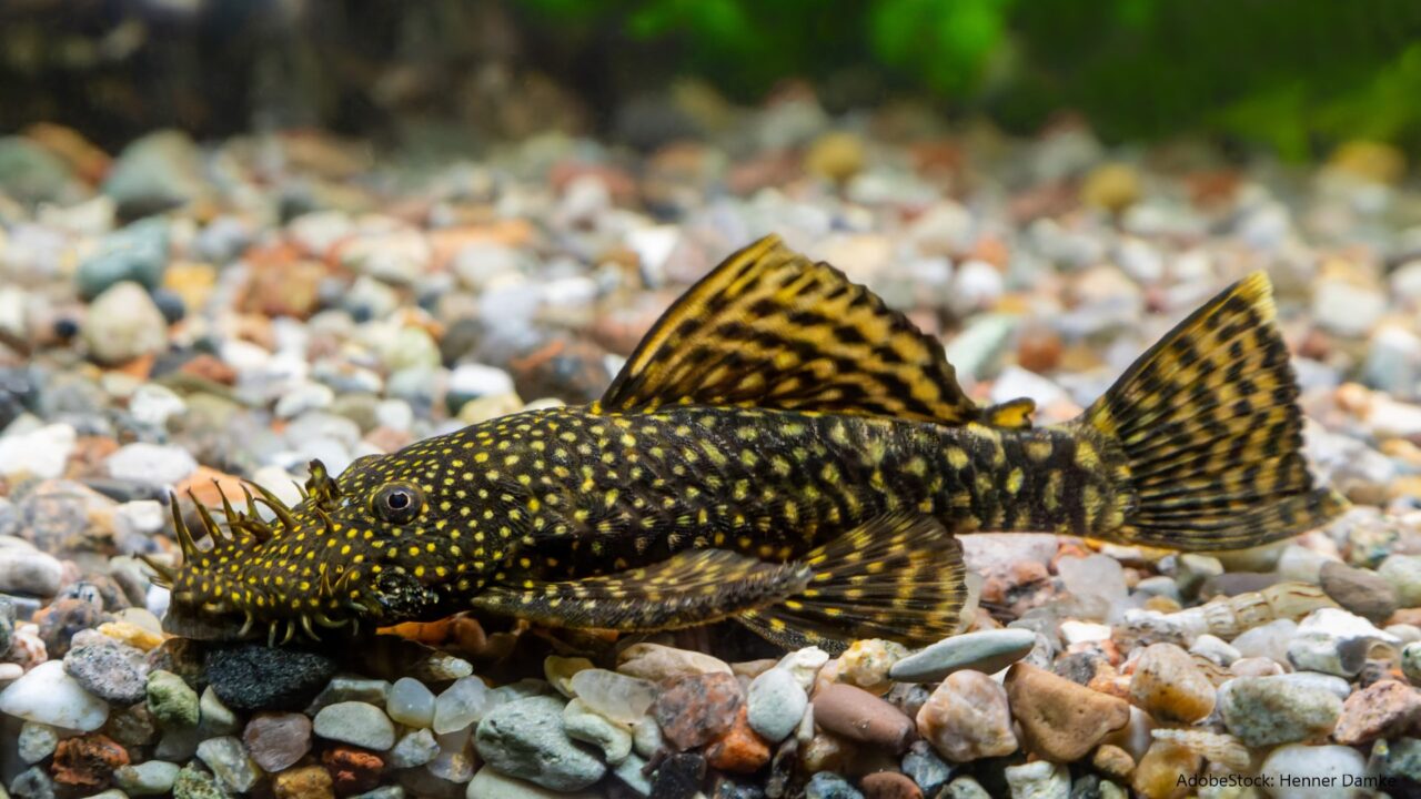 Der Antennenwels im Steckbrief Aquaristik Blog mit vielen Infos rund