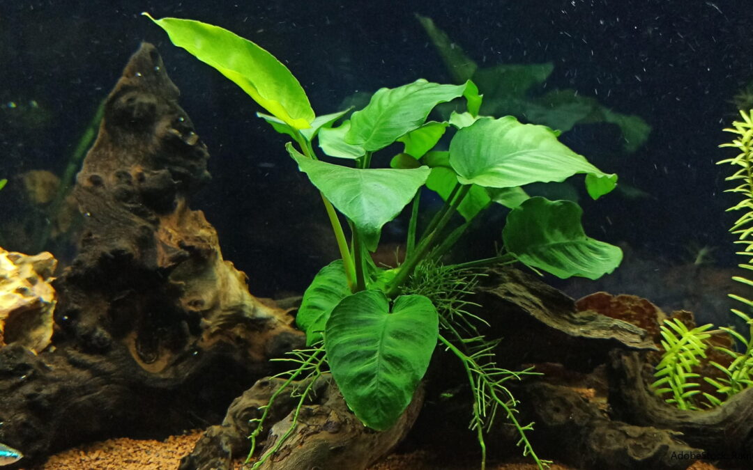 Aufsitzerpflanzen fürs Aquarium