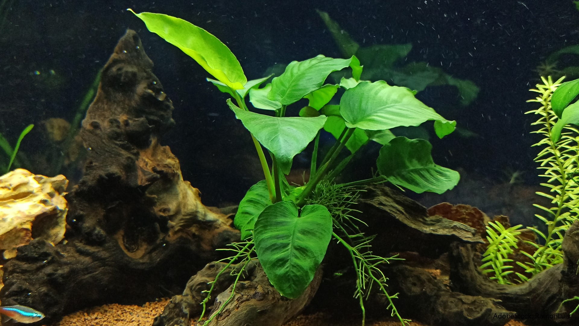 Aufsitzerpflanzen Aquarium