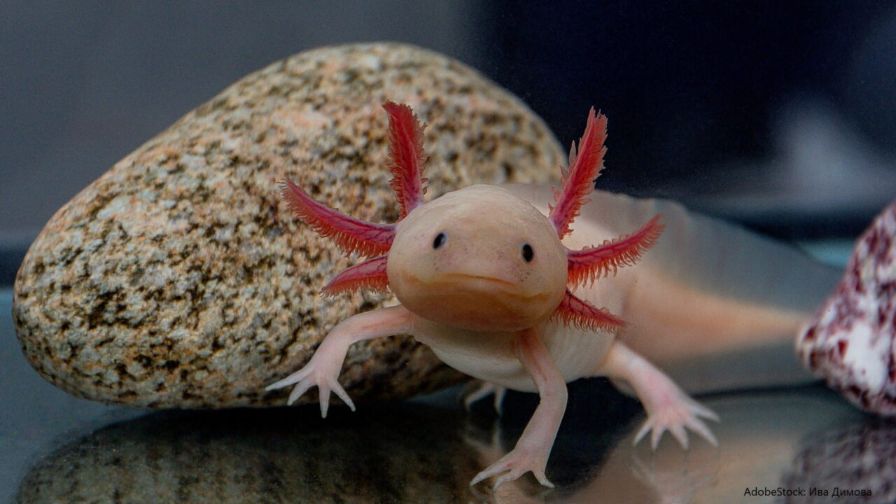 Axolotl Das Trendtier im Portrait Aquaristik Blog mit vielen Infos