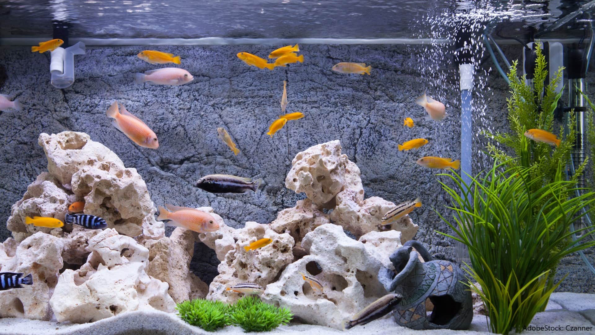 Aquarium Luftpumpe: Dann braucht man sie - Aquaristik Blog mit