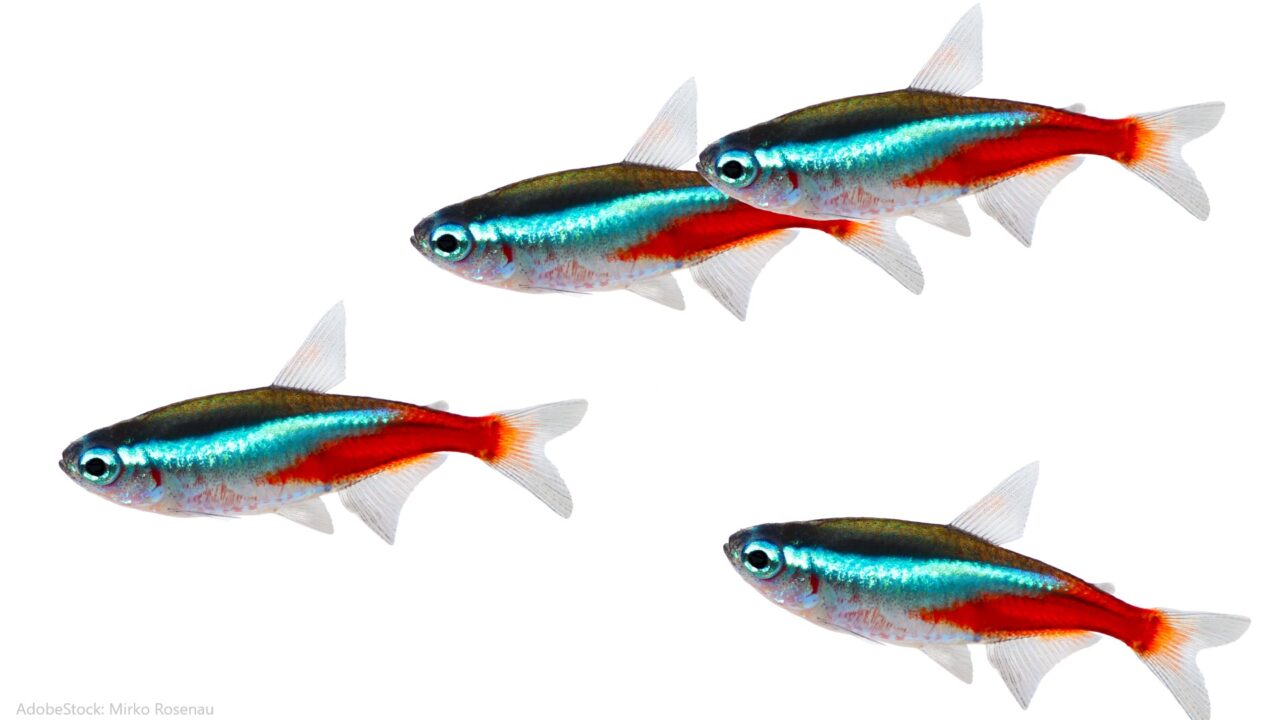 Fischportrait Neonsalmler - Aquaristik Blog mit vielen Infos rund um das Aquarium | Aquania
