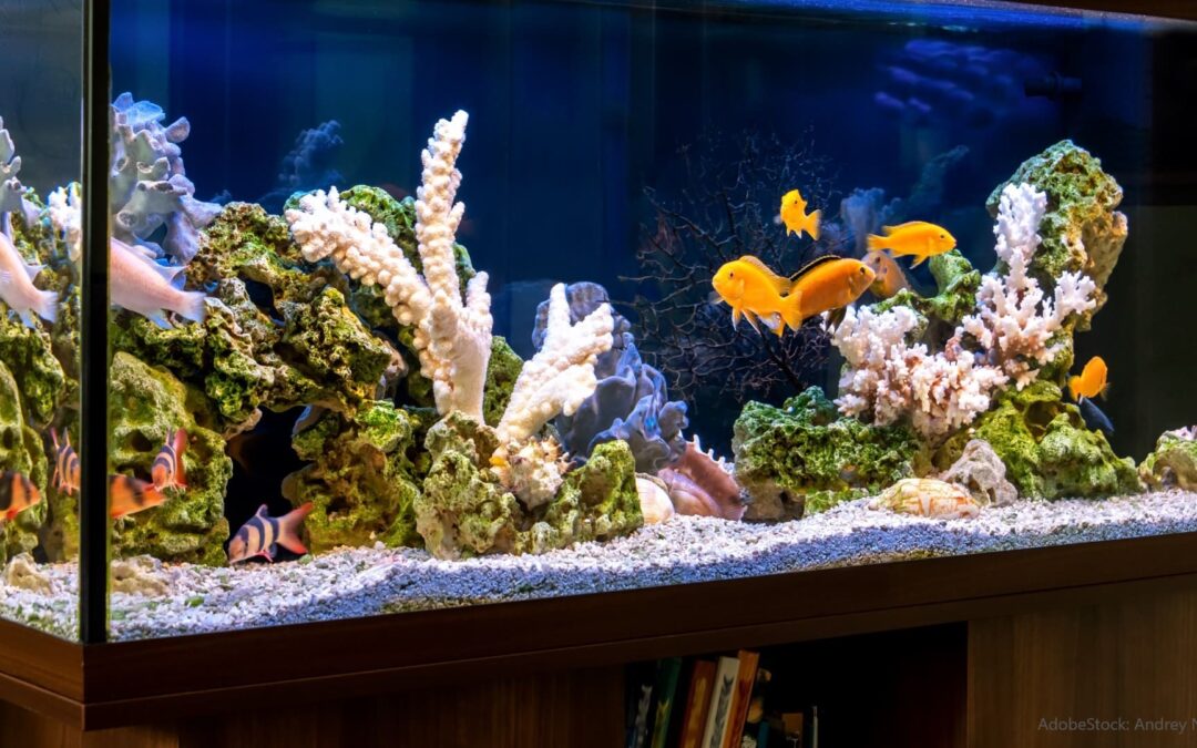 Aquarium für Anfänger