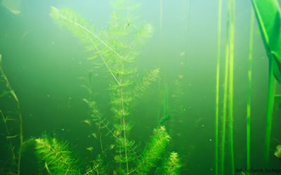 Aquarium Wasser trüb: Was hilft?