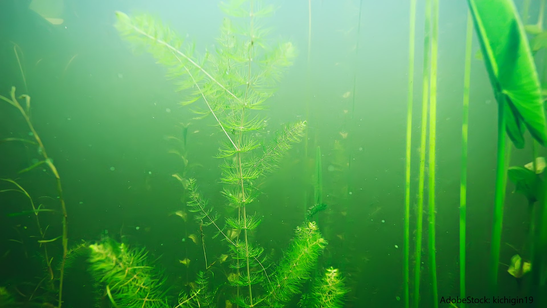 Aquarium Wasser trüb