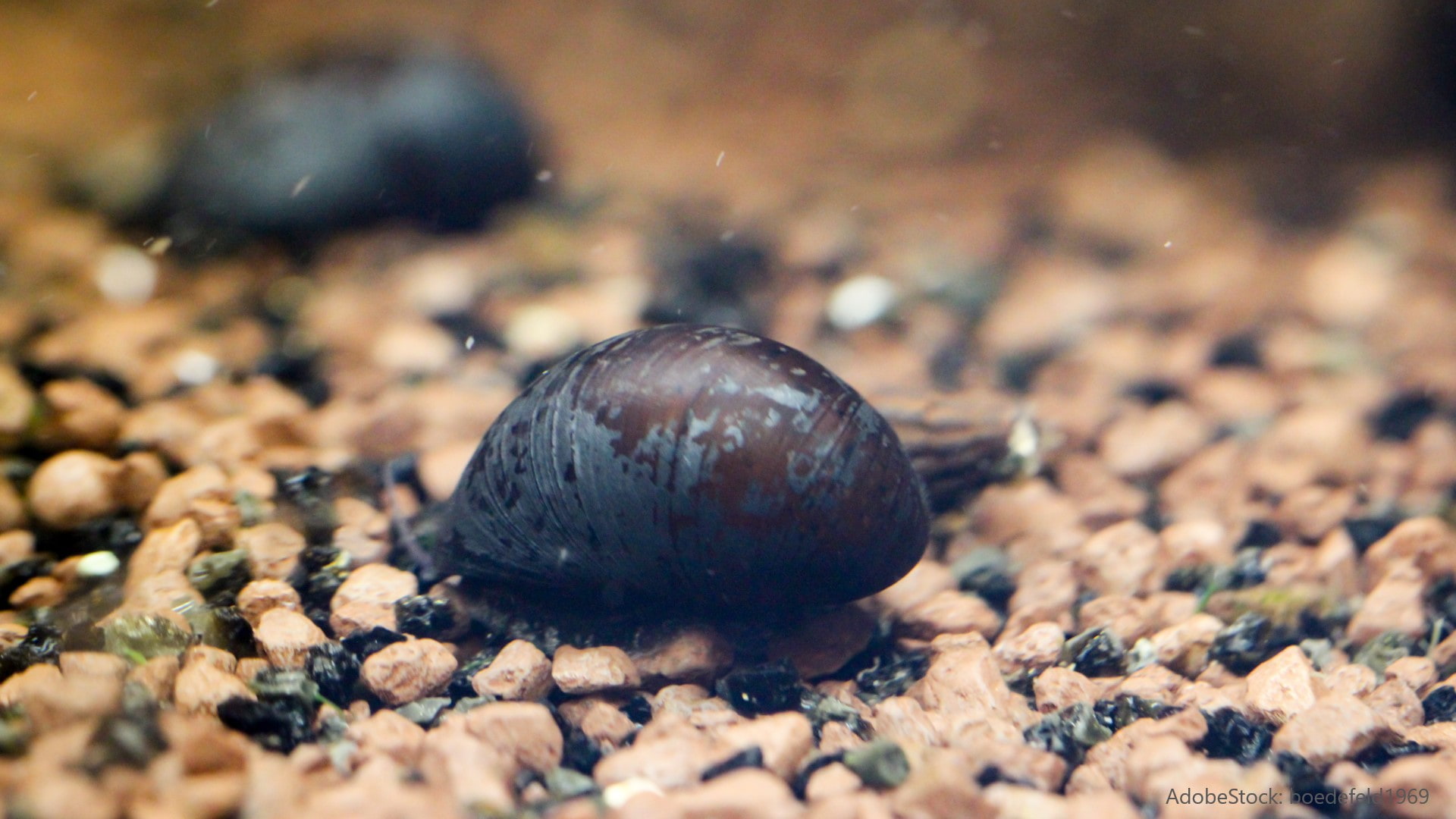 Schnecken im Aquarium