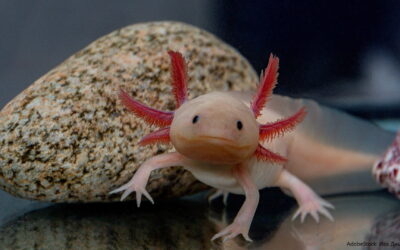 Axolotl: Das Trendtier im Portrait