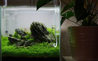 Nano Aquarium einrichten