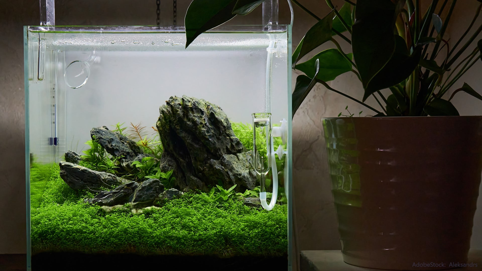 Nano Aquarium einrichten