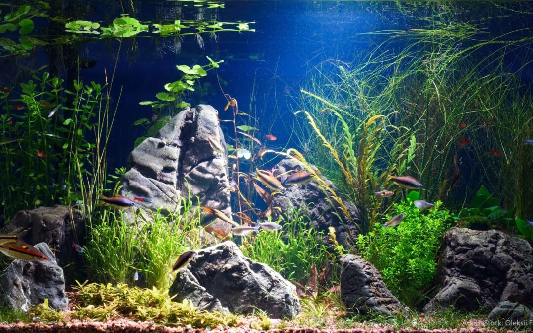 Aquarium Hardscaping – Alles was du wissen musst