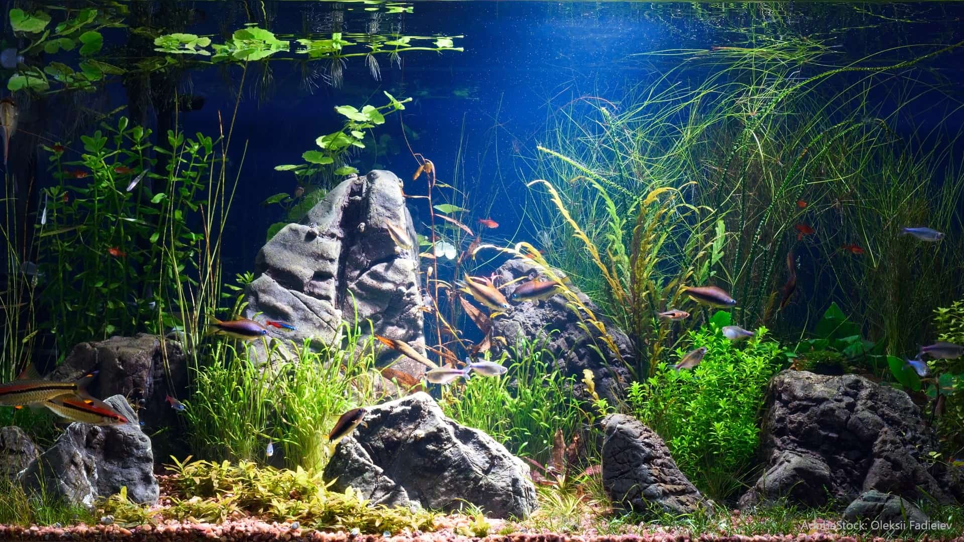 Aquarium Hardscaping