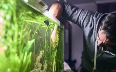 Aquarium einrichten – die Anleitung