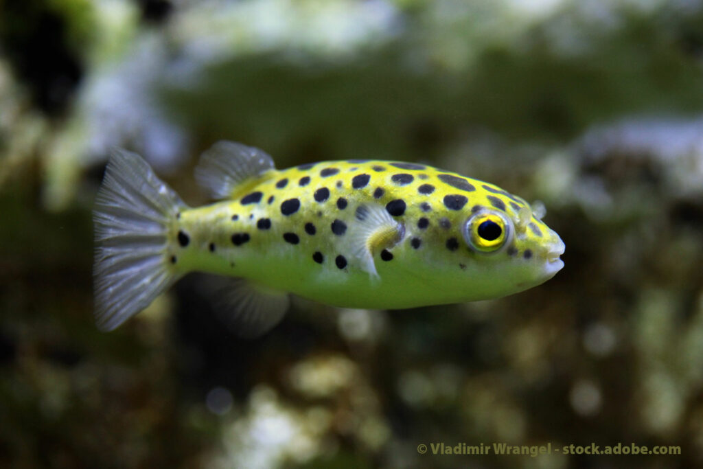 Grüner Kugelfisch Tetraodon nigroviridis