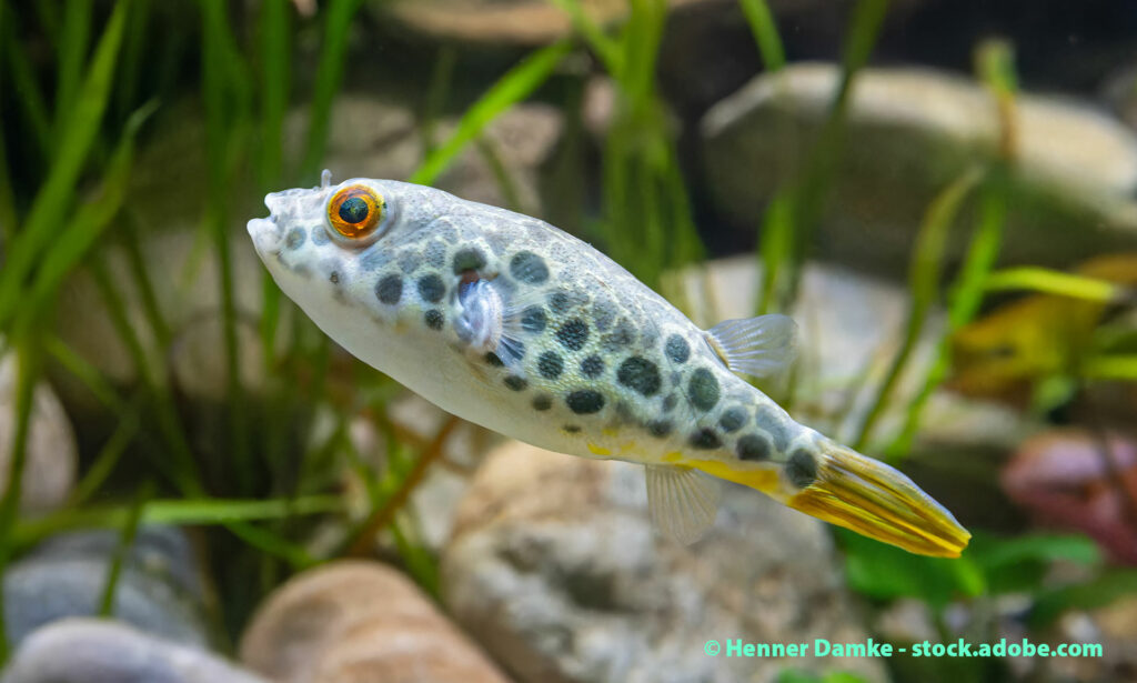 Leoparden Kugelfisch Tetraodon schoutedeni