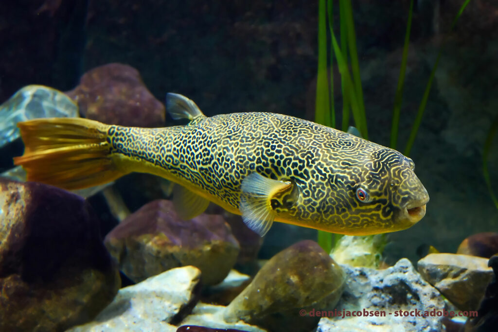 MBU-Kugelfisch Tetraodon mbu