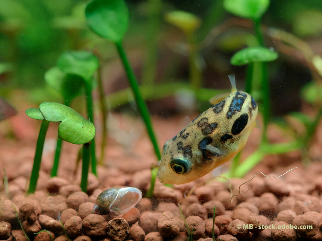 Zwerg-Kugelfisch Carinotetraodon travancoricus