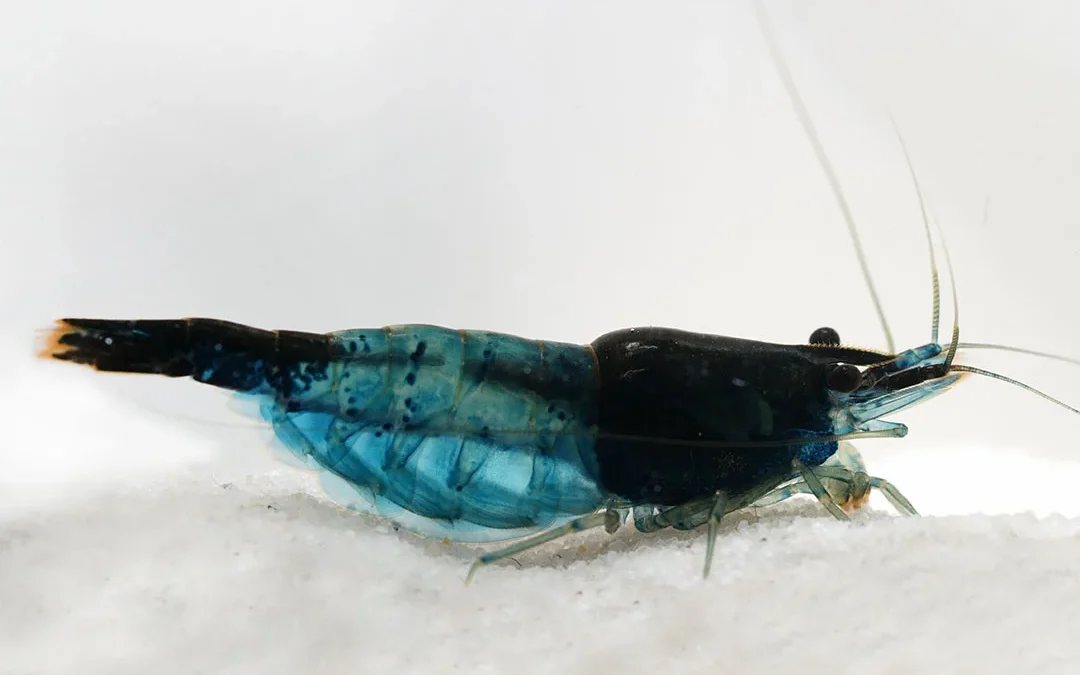 Blue Carbon Rili (Blue-Black Rili) Garnele Neocaridina davidi