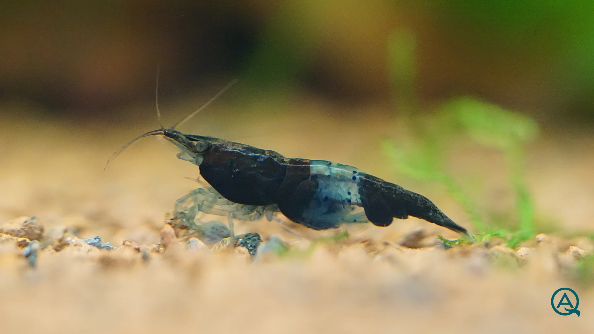 Blue Carbon Rili Nahaufnahme