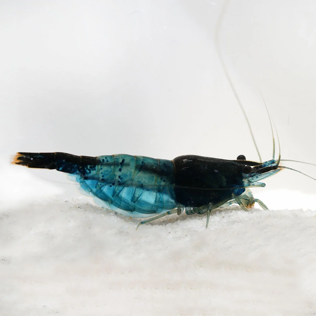 Blue Carbon Rili