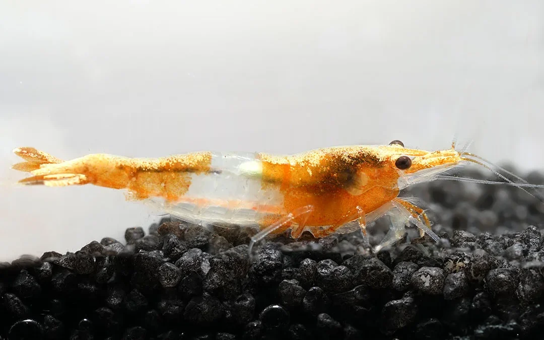 Orange Rili Garnelen Neocaridina davidi
