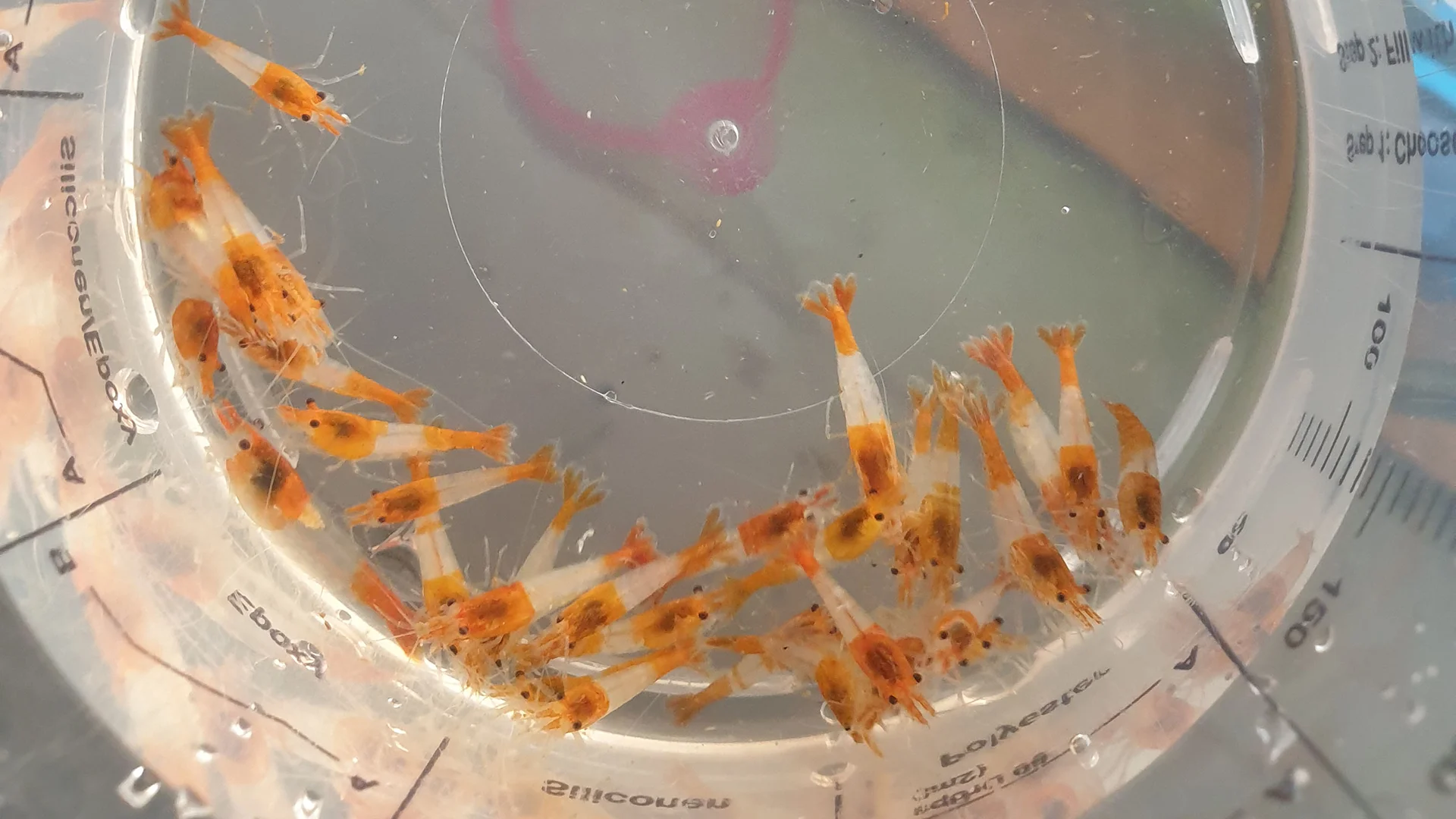 Orange Rili im Becher