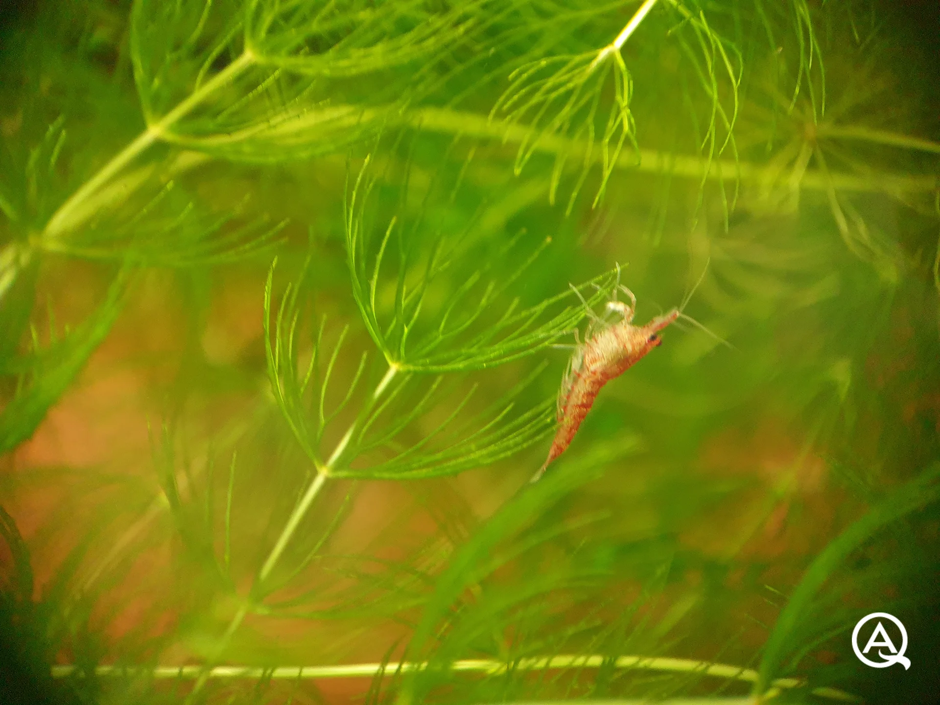 Red Fire Garnele im Hornkraut