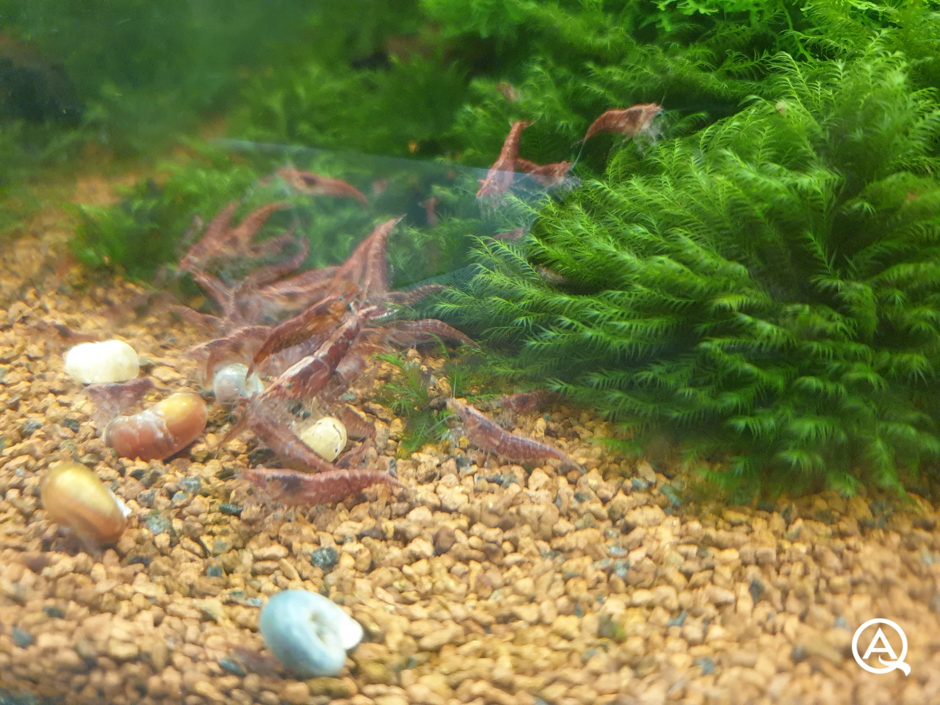 Red Fire Garnelen fressen
