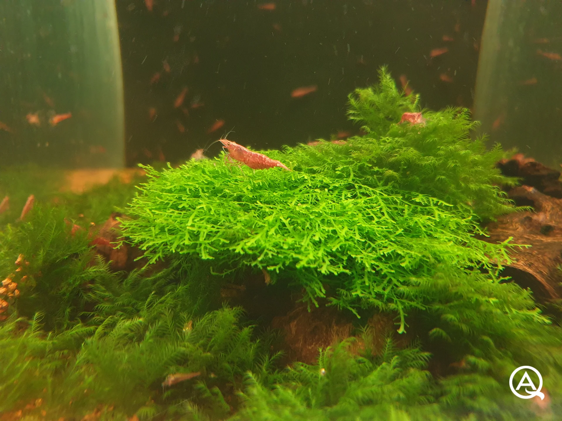 Red Fire Zuchtbecken