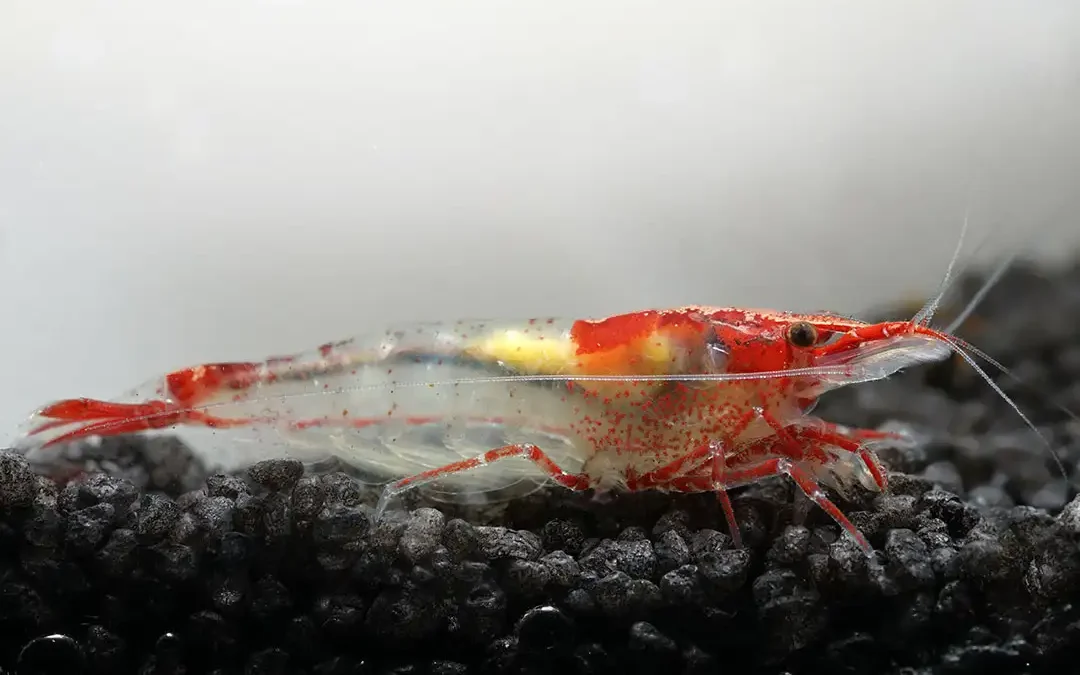 Red Rili Garnele Neocaridina davidi