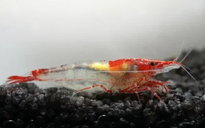Red Rili Garnele Neocaridina davidi