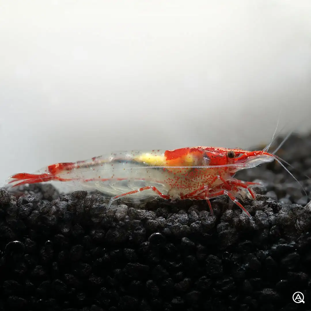 Red Rili Garnele Neocaridina davidi