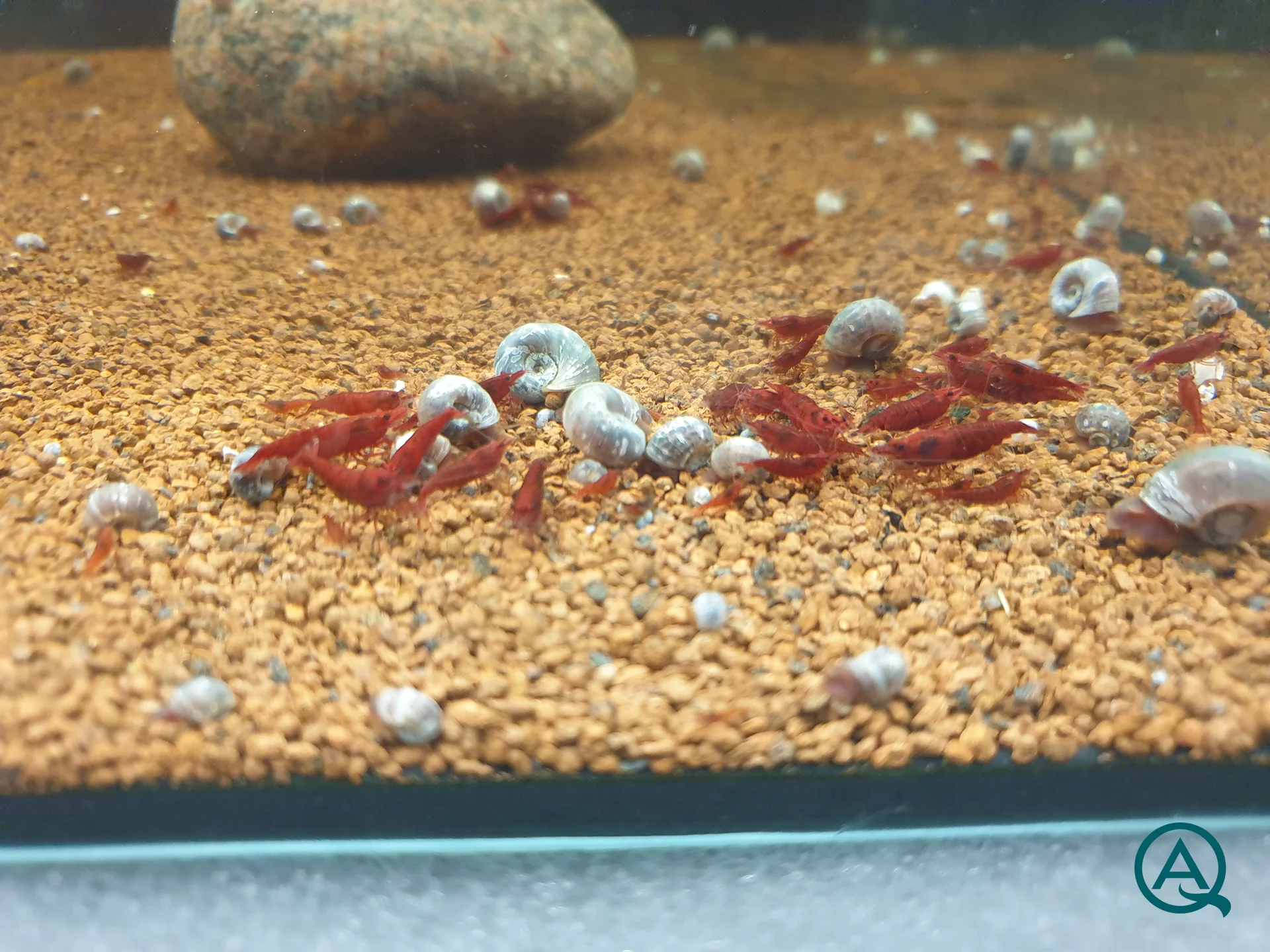 Red Sakura Gruppe mit Schnecken