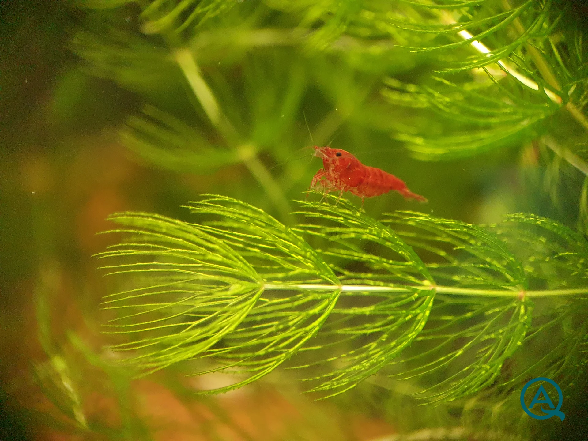 Red Sakura im Hornkraut