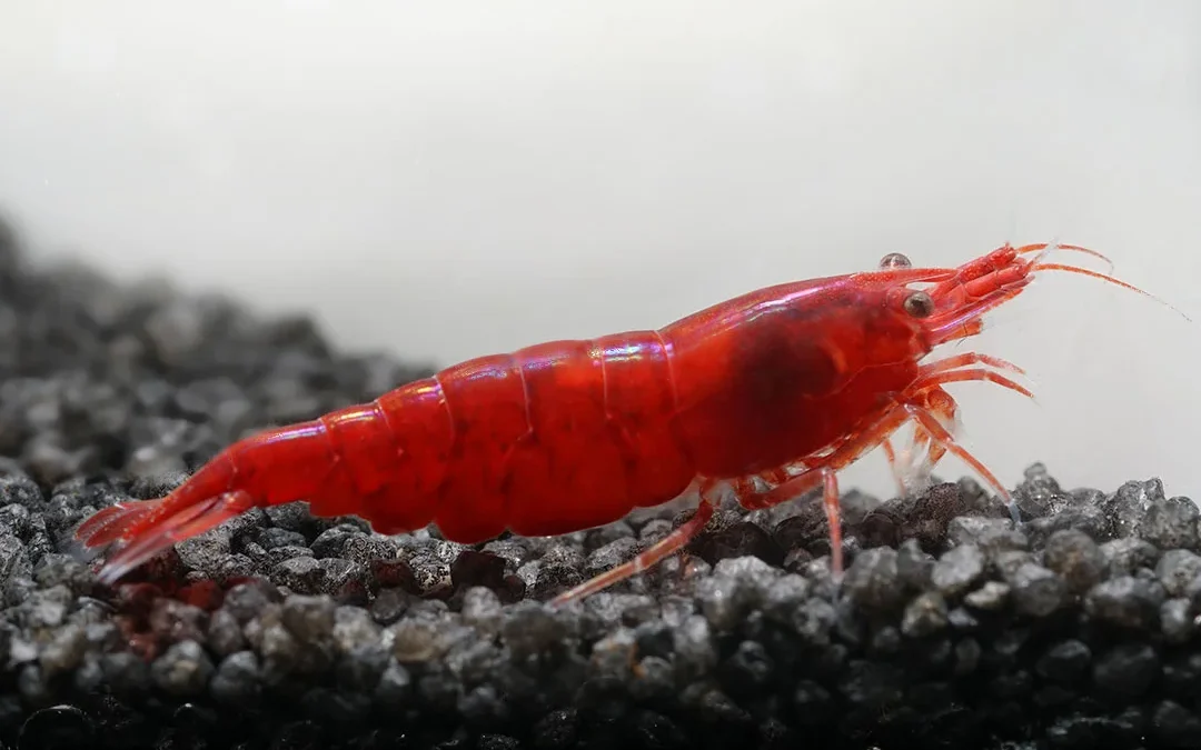 Red Sakura Rote Taiwan Garnele Neocaridina davidi