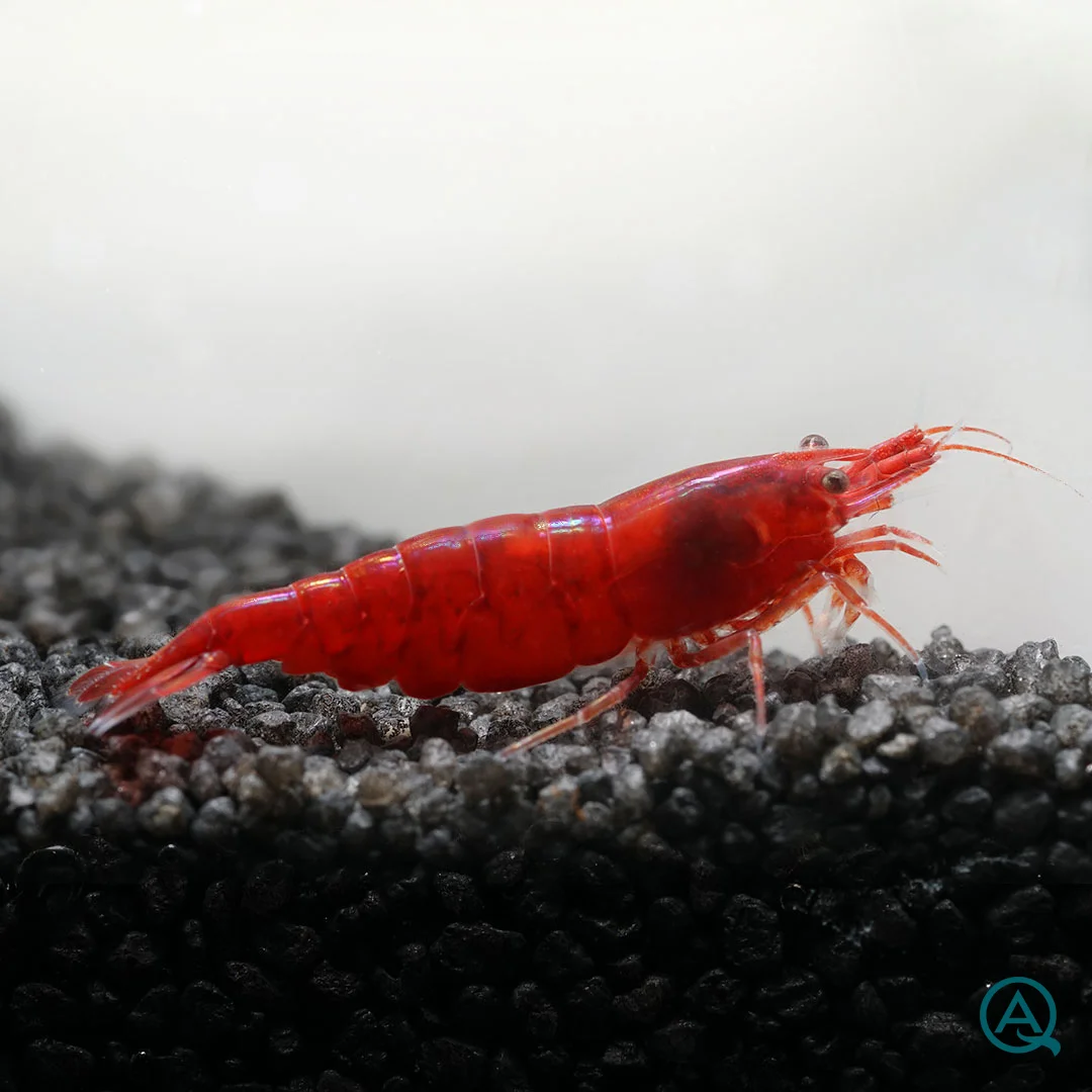 Red Sakura Rote Taiwan Garnele Neocaridina davidi