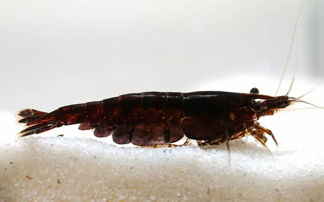 Schoko Sakura Garnele Chocolate Neocaridina davidi