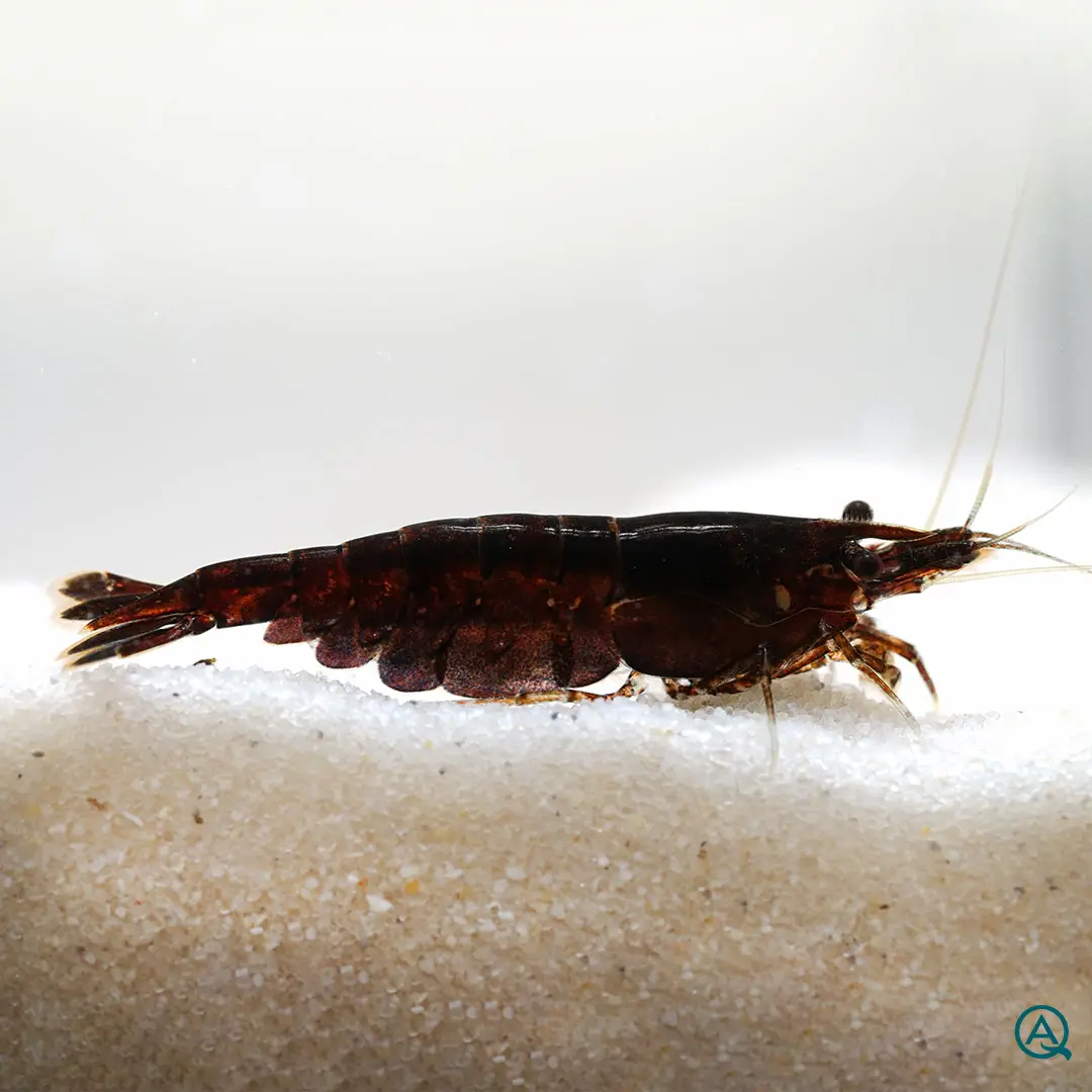 Schoko Sakura Garnele Chocolate Neocaridina davidi