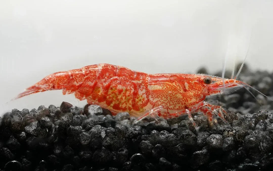 Red Fire (Red Cherry) Garnele Neocaridina davidi