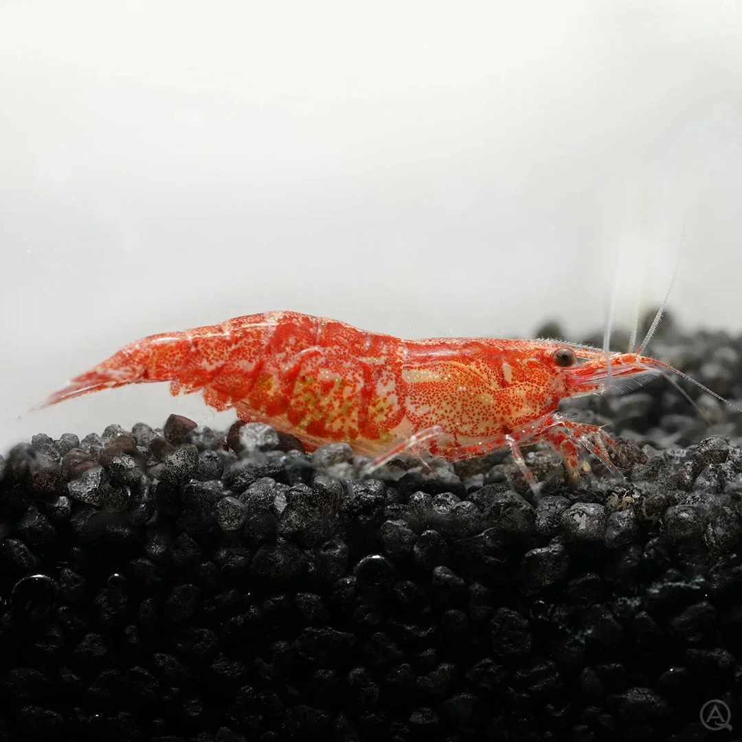 Red Fire Red Cherry Garnele Neocaridina Davidi