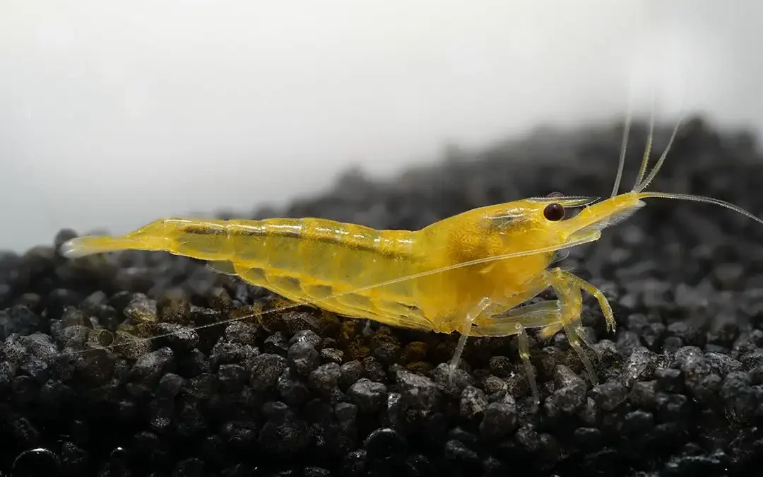Yellow Fire Garnele (Neocaridina davidi) – Pflege, Haltung und Zucht