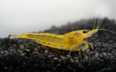 Yellow Fire Garnele (Neocaridina davidi) – Pflege, Haltung und Zucht