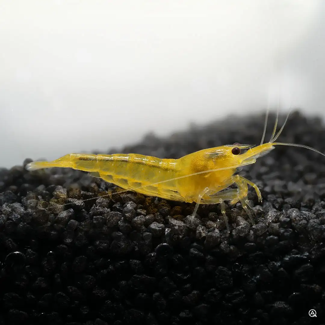 Yellow Fire Garnele Neocaridina davidi