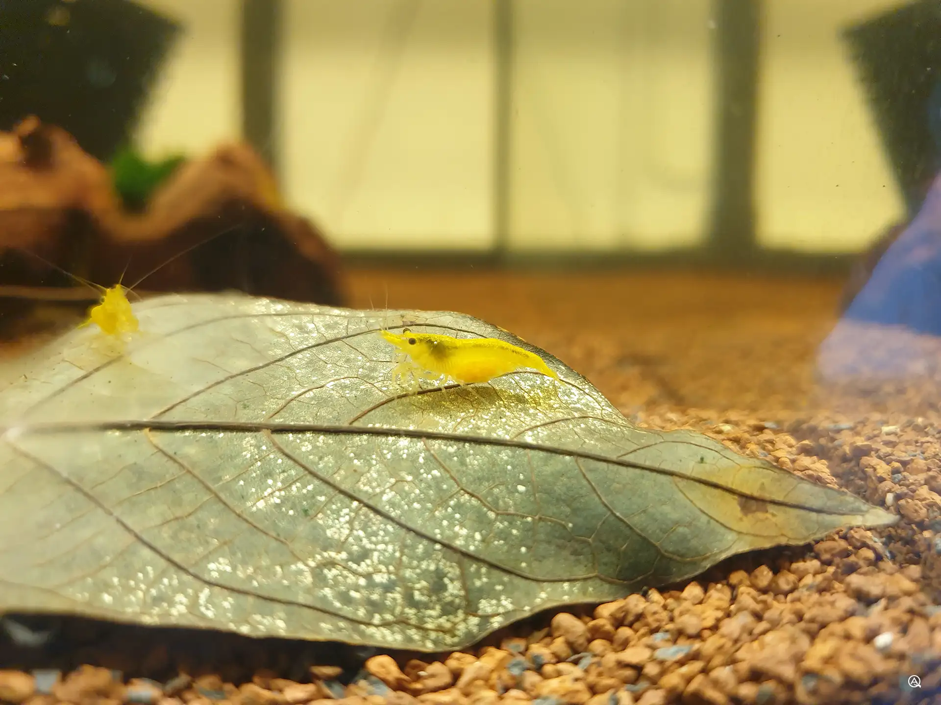 Yellow Fire Weibchen schwanger auf dem Walnussblatt