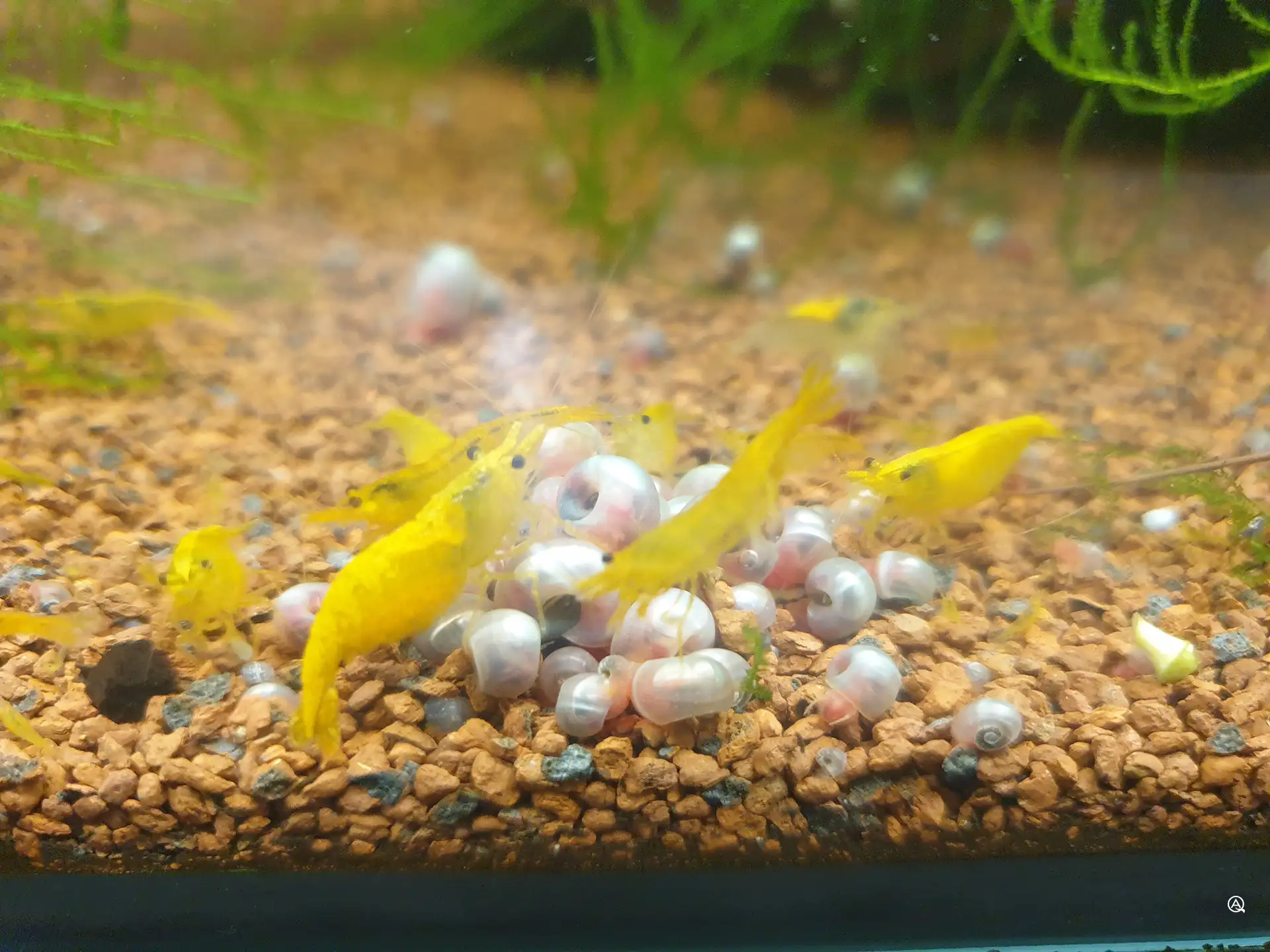 Yellow Fire Weibchen schwanger mit Schnecken