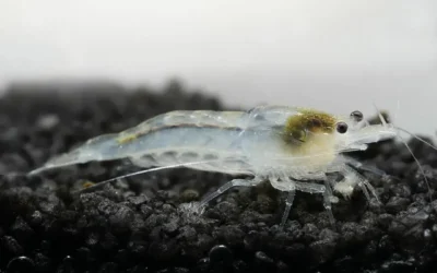 White Pearl Garnele Neocaridina palmata
